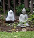 "Buddha Is My Homeboy." on Random Zen Cats Who Could Be Spiritual Gurus