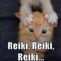 First Time Reiki Class Kitten Is a Hands-On Learner on Random Zen Cats Who Could Be Spiritual Gurus