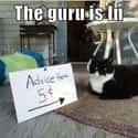 Wisdom: Guru Cat Has It on Random Zen Cats Who Could Be Spiritual Gurus