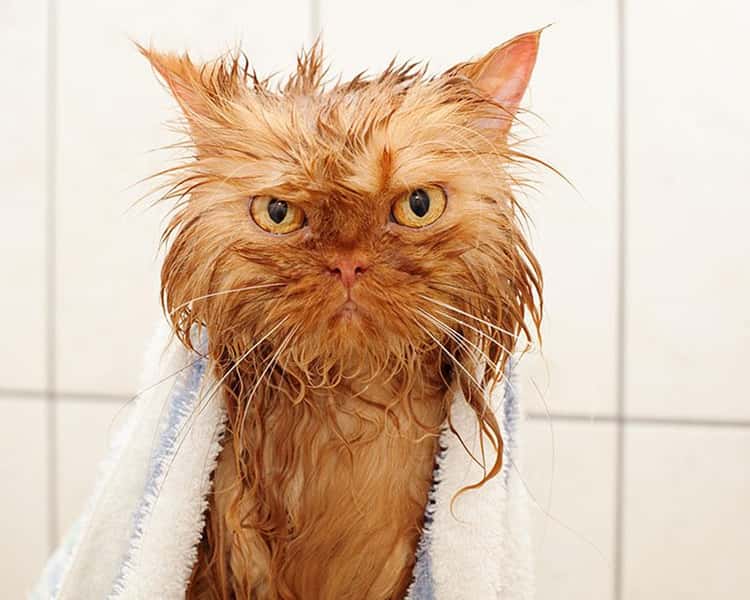 23 Funny Wet Cats You Can't Help But Laugh At