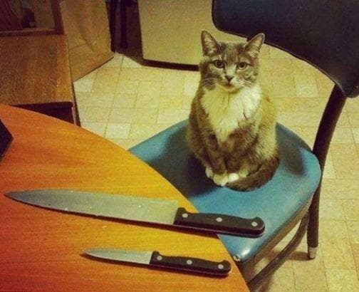 Кот с ножом мем. Кот с ножом. Кот с ножиком. Коты с ножами