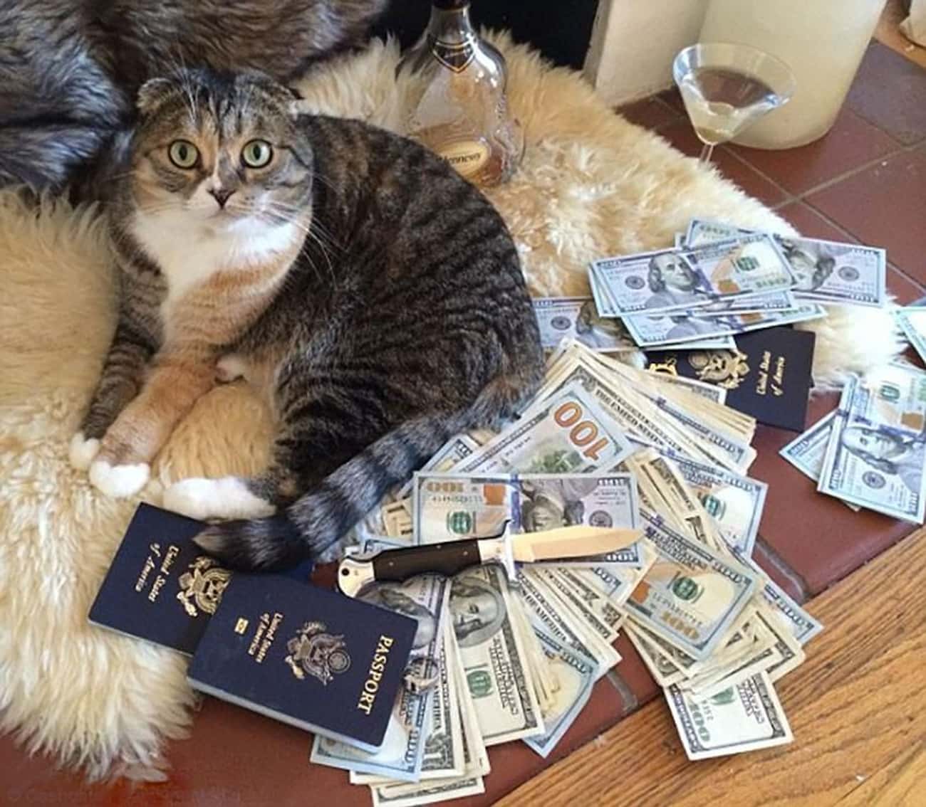 Гонять деньги. Кот с деньгами. Денежный котик. Котик с денежкой. Животные с деньгами.