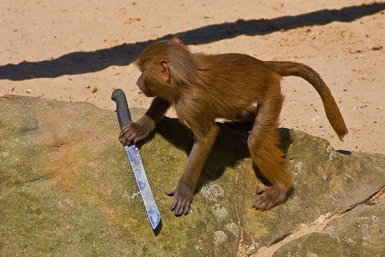 20 Funny Pictures of Animals Holding Knives