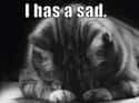 That Awkward Moment When You Feel Like Crying but Realize Your Species Can't on Random Cats Who Are So Very Sad