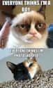 Internet Sensation Problems on Random Cats Who Are So Very Sad