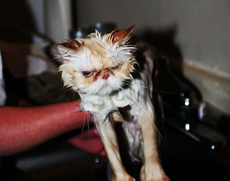 Angry-Face-Cat-Funny-Wet-Image