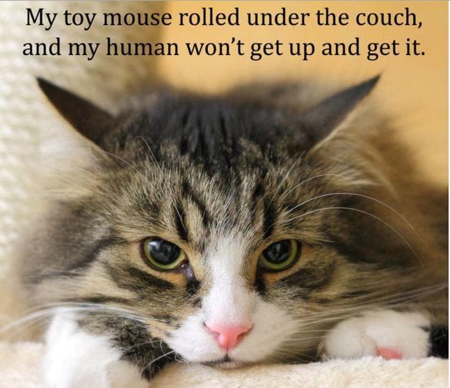 Random Cats Who Are So Very Sad | Best Random Tools