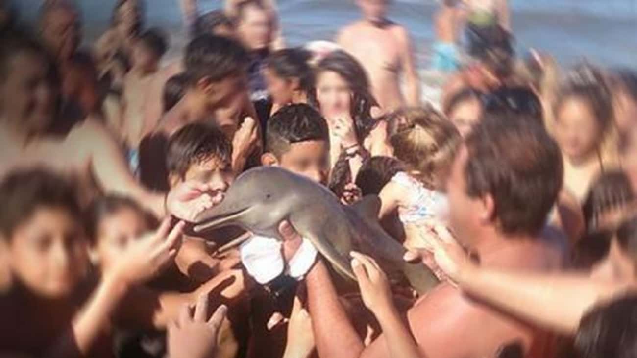 Dolphin Dies During Mob Selfie