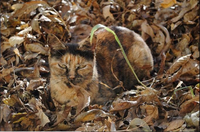 Козодой птица маскировка. Защитная окраска животных. Мастера маскировки в дикой природе. Хищники которые маскируются под природу. Незаметными о них и.