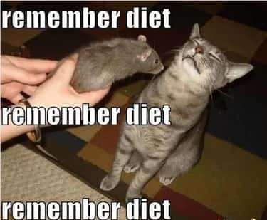33 Memes That Ll Convince You To Give Up Your Diet