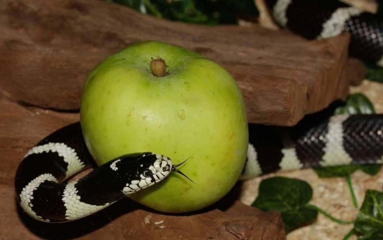 Satan Tempted Eve to Eat an Apple in the Garden of Eden