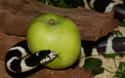 Satan Tempted Eve to Eat an Apple in the Garden of Eden on Random Christian "Truths" That Aren't Actually in the Bible