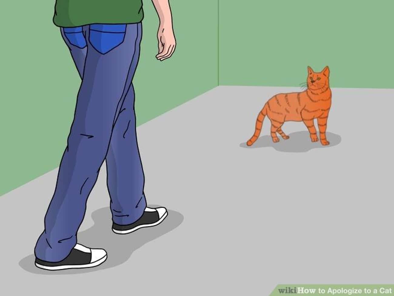 How to Apologize to a Cat