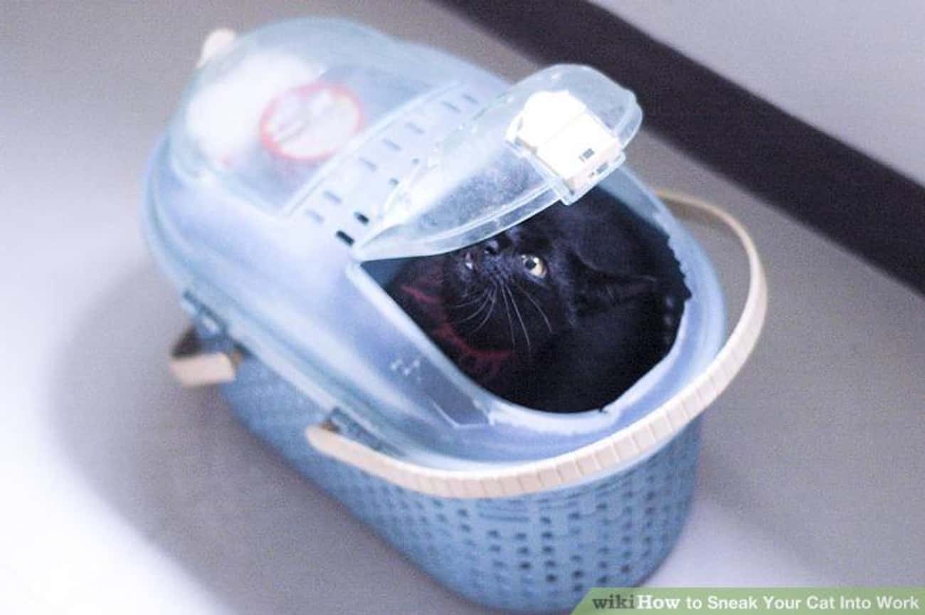 How to Sneak Your Cat Into Work