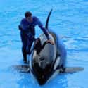 After Widespread Criticism, Seaworld Will Stop Breeding Orcas on Random Things You Should Know About SeaWorld