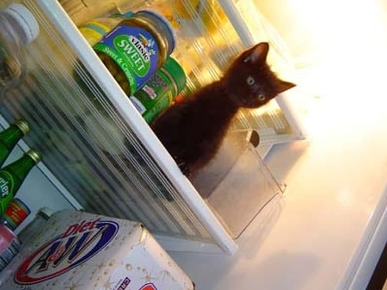 Черный кот на холодильник
