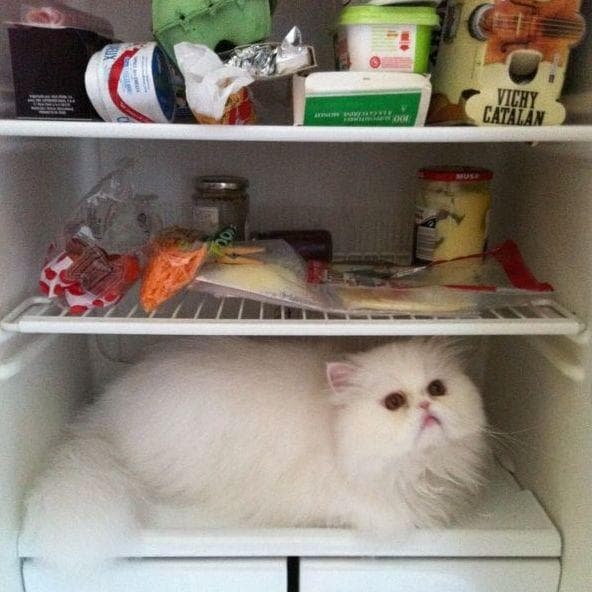 27 Cats Who Are in the Fridge and Don't Even Care