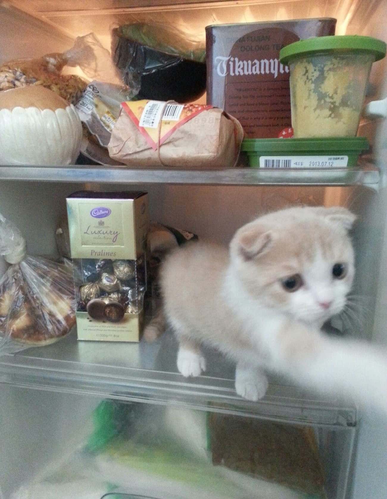Посмотрите что тут есть. Кот в холодильнике. Смешные коты и холодильник. Кот в холодильнике прикол. Прикольный холодильник.
