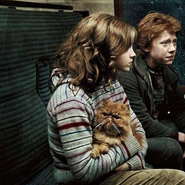 Crookshanks Used To Belong To Lily Potter