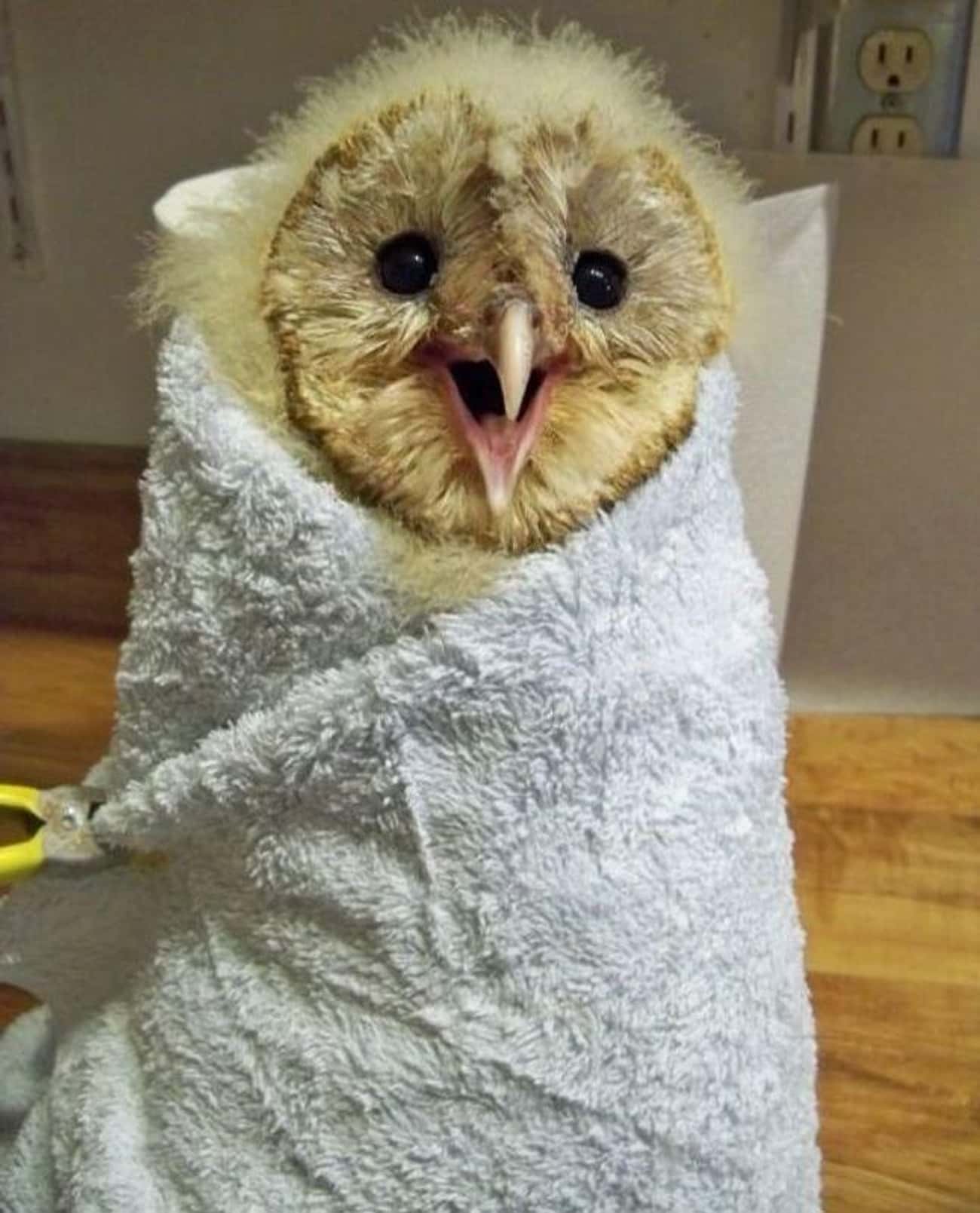 &#34;Heeeeeey!&#34; -This Adorable Baby Owl Burrito