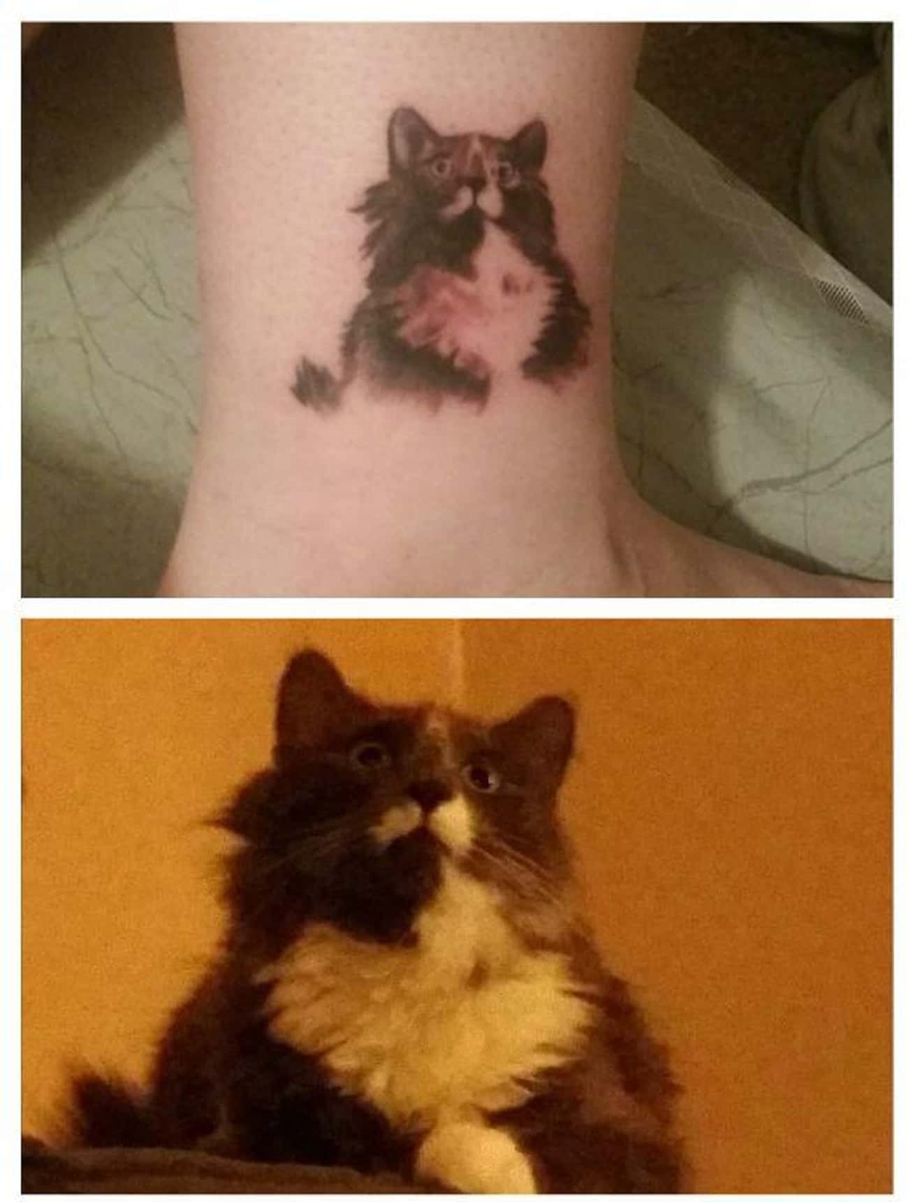This Dude&#39;s Owner Will Forever Be the Subject of His Cat&#39;s Gaze