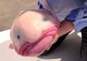 This Blobfish in All Its Buffoonery on Random Silliest-Looking Animals on Earth