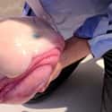 This Blobfish in All Its Buffoonery on Random Silliest-Looking Animals on Earth