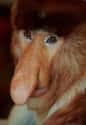 This Proboscis Monkey and Its Unfortunate X-Rated Nose on Random Silliest-Looking Animals on Earth