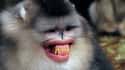The Snub Nosed Monkey That Definitely Got Off Easy, Name Wise on Random Silliest-Looking Animals on Earth