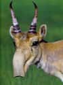 This Saiga Antelope That Kinda Looks Like a Muppet Reject on Random Silliest-Looking Animals on Earth