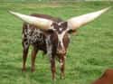 Look at that Ankole Watusi Cattle's Huge...Horns on Random Silliest-Looking Animals on Earth