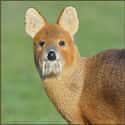 This Chinese Water Deer Who Looks as Confused as We Are on Random Silliest-Looking Animals on Earth