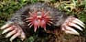 The Star Nosed Mole's Face Looks Like Something Out of a Horror Movie on Random Silliest-Looking Animals on Earth