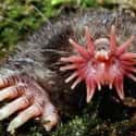 The Star Nosed Mole's Face Looks Like Something Out of a Horror Movie on Random Silliest-Looking Animals on Earth