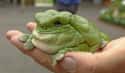 White's Tree Frog Is Lumpy, But Also Satisfied on Random Silliest-Looking Animals on Earth