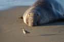 This Incredibly Uninspired Northern Elephant Seal on Random Silliest-Looking Animals on Earth