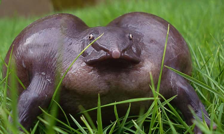 The Dumbest Looking Animals on Earth