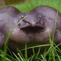 This Female Purple Frog Who Must Have Swallowed Several Pool Balls on Random Silliest-Looking Animals on Earth