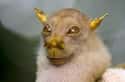 This Ridiculous Tube Nosed Bat Looks Way Too Smug on Random Silliest-Looking Animals on Earth