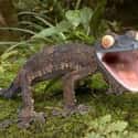This Spazzed Out Giant Leaf Tailed Gecko Just Chugged a Four Loko on Random Silliest-Looking Animals on Earth