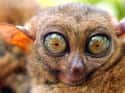 This Tarsier Is Totally Picturing Himself Murdering You in Your Sleep for Calling Him Dumb on Random Silliest-Looking Animals on Earth