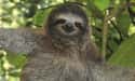 This Sloth and His Knowing Smile on Random Silliest-Looking Animals on Earth