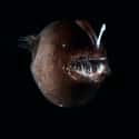 This Deep Sea Anglerfish That Is Terrfying, But Also Similar to a Black Bean on Random Silliest-Looking Animals on Earth