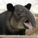 This Tapir Regrets Having a Tongue-Nose on Random Silliest-Looking Animals on Earth