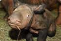 This Rhino Calf Looks Like a Broken Animatronic Movie Prop on Random Silliest-Looking Animals on Earth