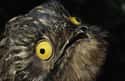 The Great Potoo Whose Name Is an Accurate Description of Its Face on Random Silliest-Looking Animals on Earth