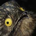 The Great Potoo Whose Name Is an Accurate Description of Its Face on Random Silliest-Looking Animals on Earth