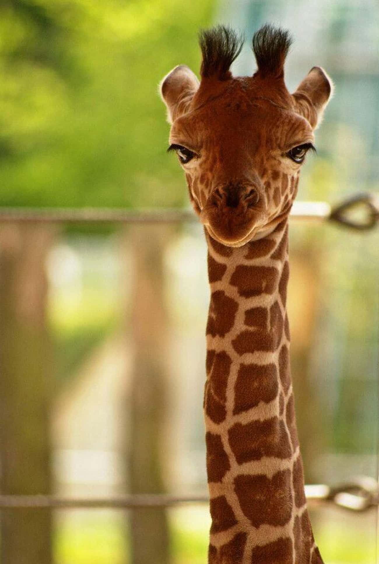 Жираф Мем