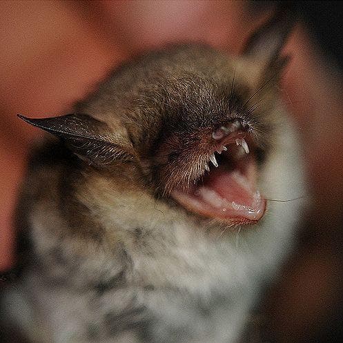 The Worst Things To Ever Happen At Walmart   Rabid Bat Bites A Customer Photo U1