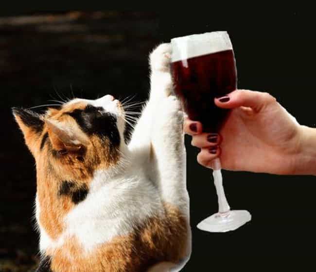 22 Cats Who Love Wine More Than You Do Cool Dump